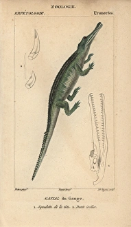 Jussieu Gallery: Ganges crocodile, Indian Gharial, Gavialis