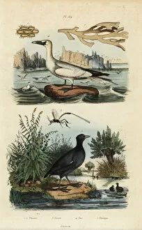 Guerin Meneville Collection: Gannet, coot, seaweed and wasp