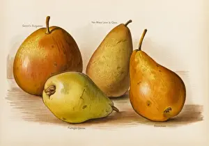 Bergamot Prints: PEARS