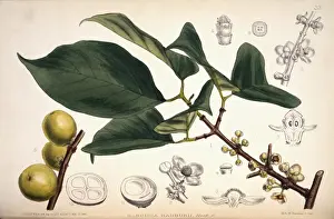 Clusiaceae Prints: Garcinia hanburyi, Hanburys garcinia
