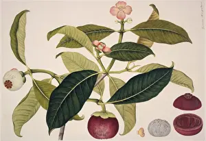 Juicy Prints: Garcinia mangostana, mangosteen