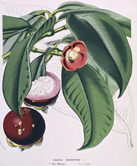 Juicy Prints: Garcinia mangostana, Mangosteen