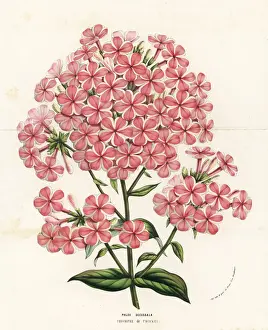 Triomphe Prints: Gardem phlox variety, Triomphe de Twickel, Phlox paniculata