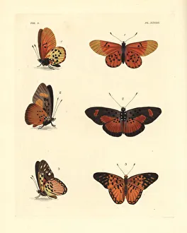 Horta Collection: Garden acraea, common bematistes, and western