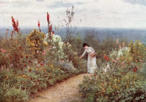Aldworth Collection: Garden / Aldworth October
