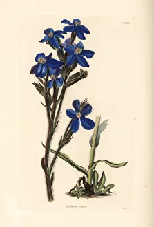 Anchusa Gallery: Garden anchusa or Italian bugloss, Anchusa azurea