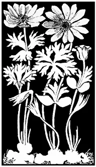 Midgley Collection: Garden Anemone