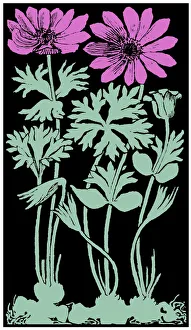 Images Dated 8th January 2020: Garden Anemone