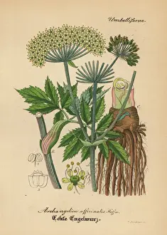 Gewachse Prints: Garden angelica or wild celery, Angelica archangelica