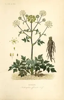 Garden angelica or wild celery, Angelica archangelica