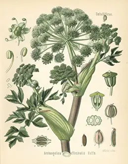 Garden angelica or wild celery, Angelica archangelica