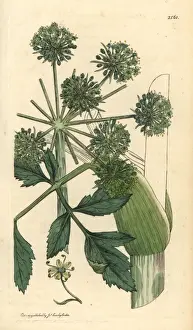 Garden angelica or wild celery, Angelica archangelica