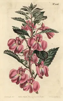 Garden balsam, Impatiens balsamina