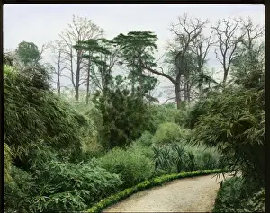 Garden with bamboo