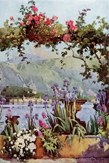 Glacier Gallery: Garden at Cadenabbia, Lake Como, Lombardy, Italy