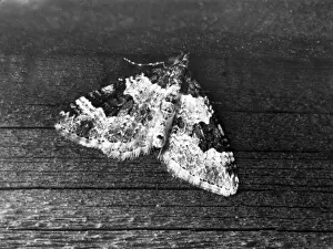 Moths Prints: Garden Carpet Moth
