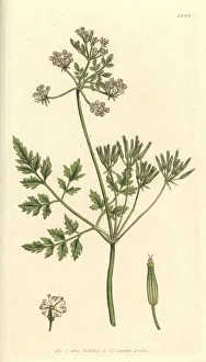 Anthriscus Gallery: Garden chervil, Anthriscus cerefolium