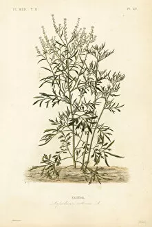 Cress Collection: Garden cress, Lepidium sativum