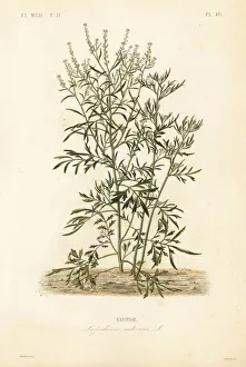 Cress Collection: Garden cress, Lepidium sativum