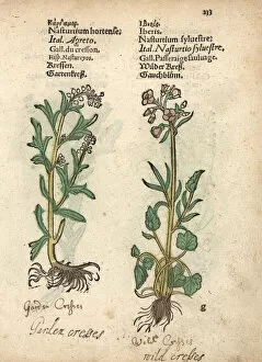 Cress Collection: Garden cress, Lepidium sativum, and creeping