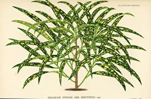 Garden croton, Codiaeum variegatum