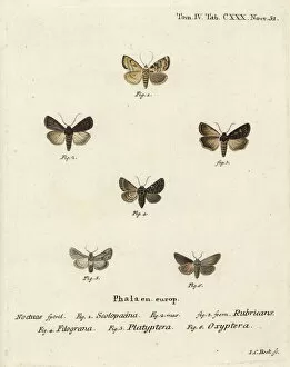 Augur Collection: Garden dart and other moths