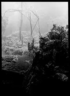 Garden with fog and frost