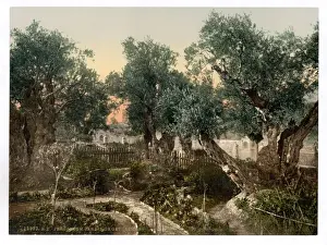 Gethsemane Prints: Garden of Gethsemane, Jerusalem, Holy Land