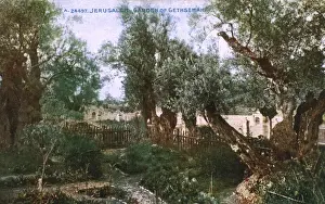 Olives Prints: The Garden of Gethsemane - Jerusalem, Israel