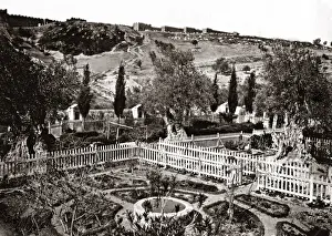 Gethsemane Prints: The Garden of Gethsemane, Jerusalem, Palestine (Israel)