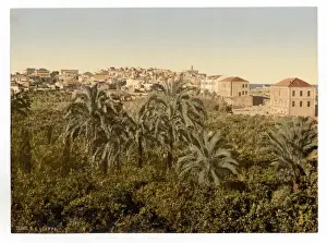 Jaffa Prints: From the garden, Jaffa, Holy Land, (i. e. Israel)
