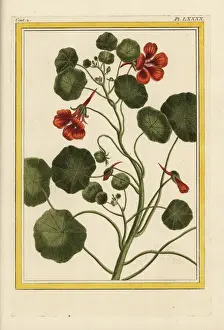 Curieuses Prints: Garden nasturtium, Tropaeolum majus