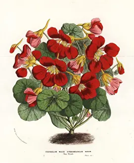 Garden nasturtium variety, Tom Thumb, Tropaeolum majus