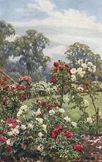Newbury Prints: Garden / Newtown House