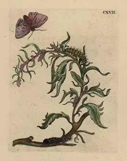 Hortensis Prints: Garden orache with moth