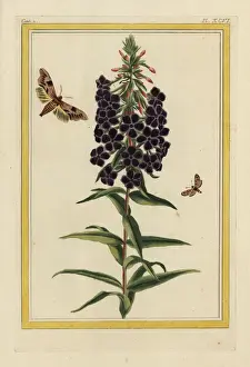 Precieuse Prints: Garden phlox, Phlox paniculata