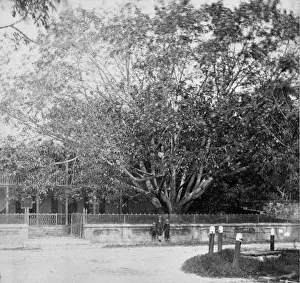 Front garden and roadside
