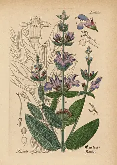 Garden sage, Salvia officinalis