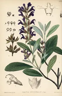 Garden sage, Salvia officinalis