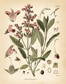 Garden sage, Salvia officinalis