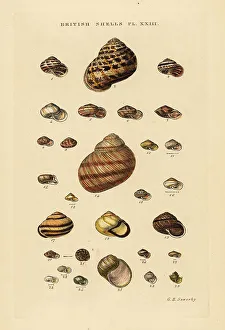 Gastropod Prints: Garden snail, Cornu aspersum, Roman snail, Helix pomatia, etc