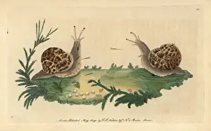 Polydore Prints: Garden snail, Helix aspersa