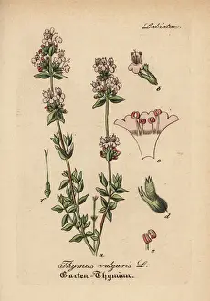 Thyme Prints: Garden thyme, Thymus vulgaris