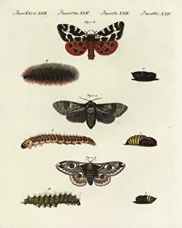 Saturnia Collection: Garden tiger moth, goat moth and small emperor moth