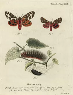 Arctia Gallery: Garden tiger moth or great tiger moth, Arctia caja