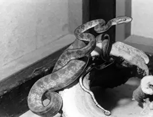 Garden Tree Boa