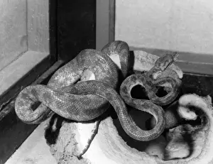 Constrictor Prints: Garden Tree Boa