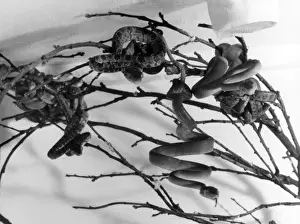 Constrictor Prints: Garden Tree Boas