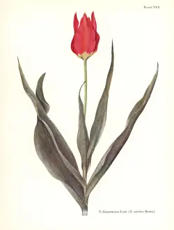 Dykes Prints: Garden tulip, Tulipa gesneriana