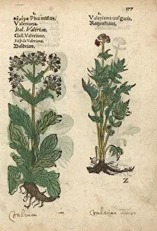Officinalis Gallery: Garden valerian, Valeriana officinalis
